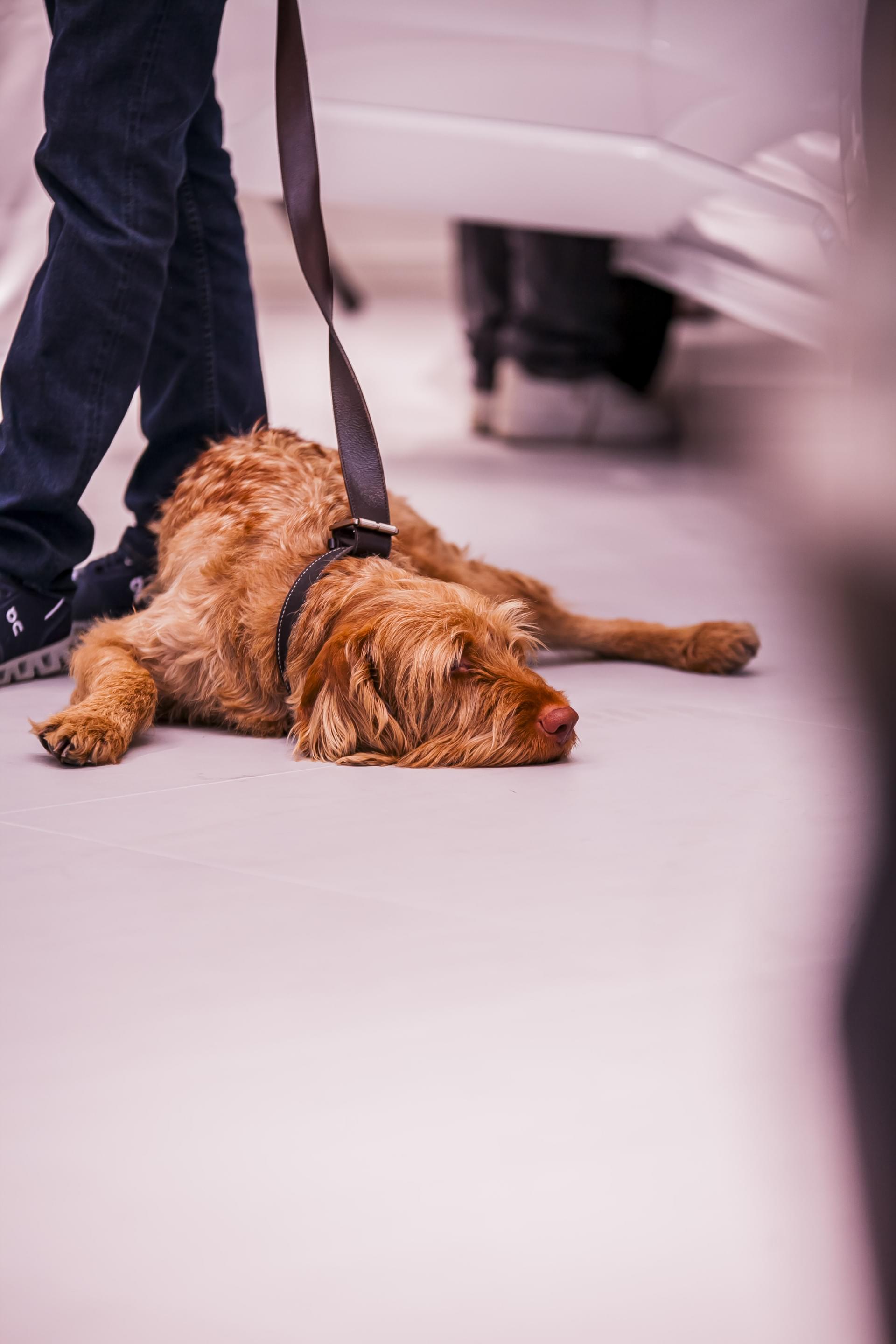 Auto Stahl Wien 23 – From Volvo with Love Opeing Event – 20260214-120